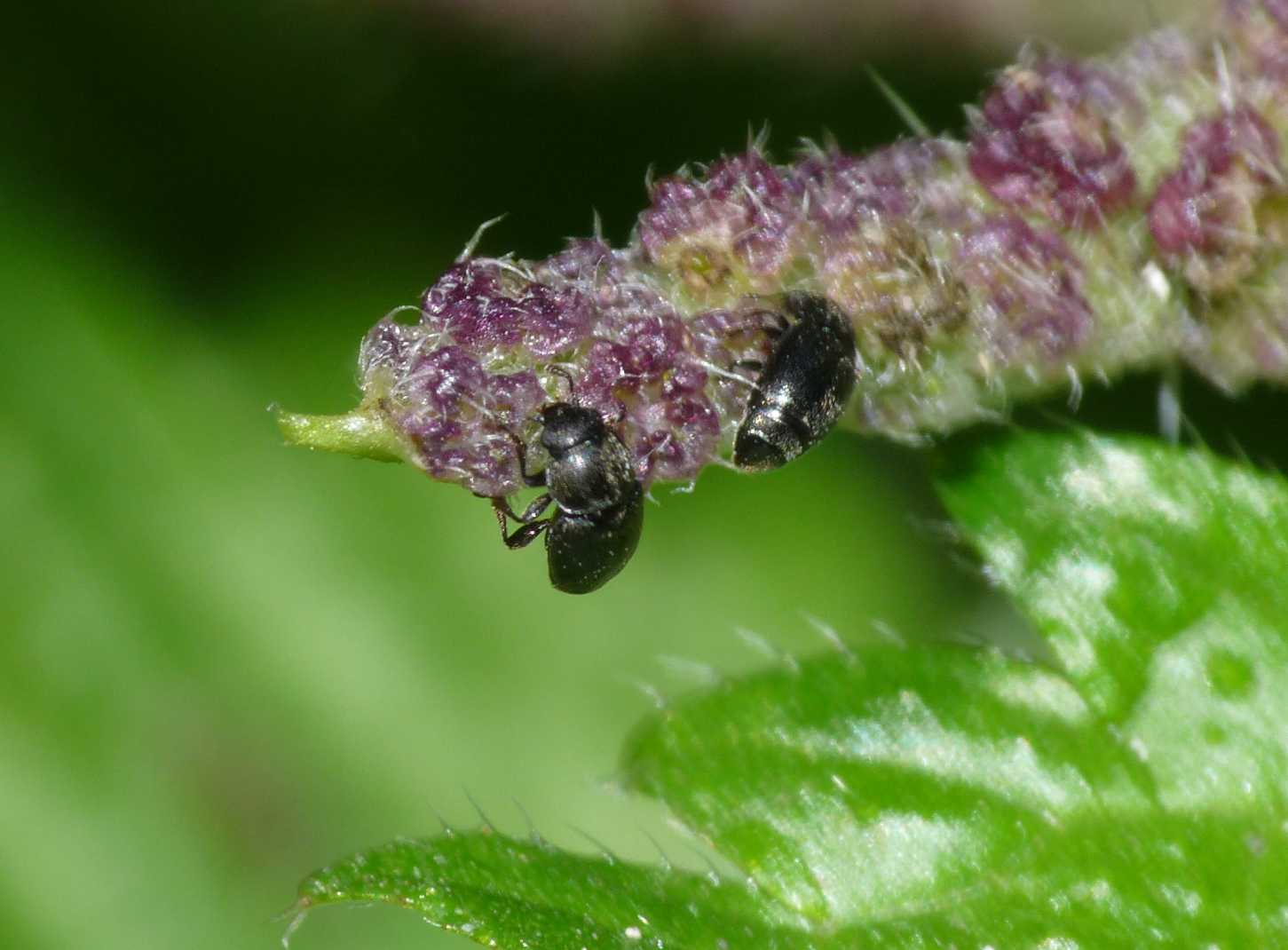 Nitidulidae su fiori di ortica:  Meligetes sp.